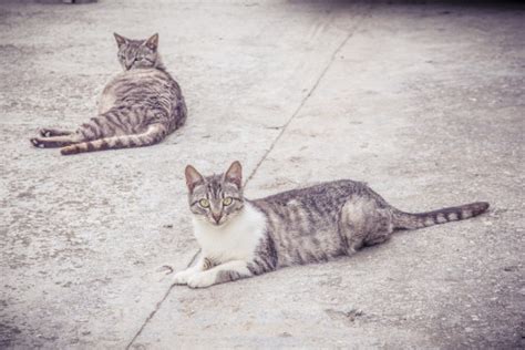 Free fotobanka savec fauna kníry obratlovců hledět Britská