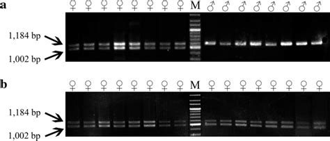 Pcr Verification Of Sex Linked Dna Marker 1184f R In Local Population Download Scientific