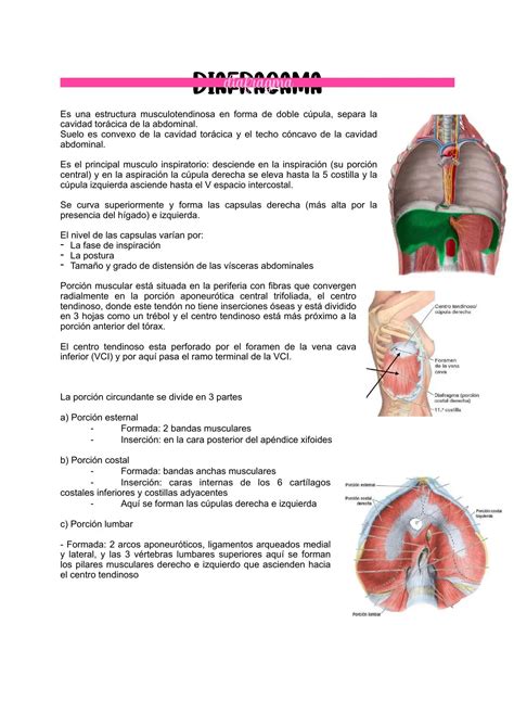 Función Y Estructura Del Diafragma Todo Lo Que Debes Saber En Pocas