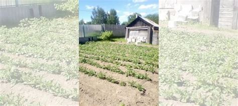 Продам картофель семенной купить в Костроме | Товары для дома и дачи ...