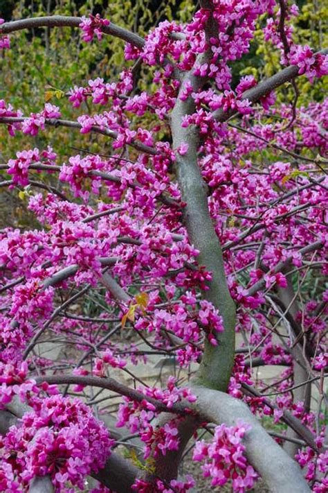 Buy Traveller Weeping Redbud Tree Free Shipping Wilson Bros Gardens