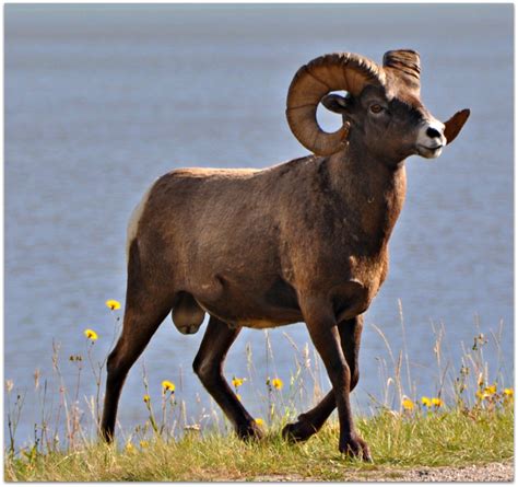 Rocky Mountain Bighorn Sheep Bighorn Males Called Rams A Flickr