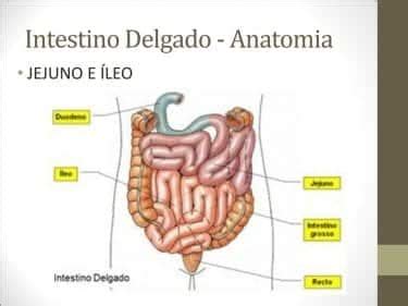 Intestino Delgado Anatomia Funcionamento E Curiosidades