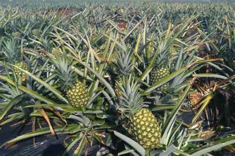 Fomentan en Matanzas el cultivo de la piña - TV Yumurí