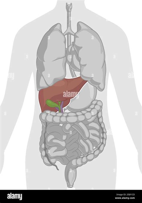 Anatom A Del Rgano Interno Humano Dibujo Vectorial De La Parte Del