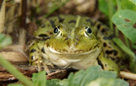 Do Frogs Have Feelings? The Truth About Their Emotions