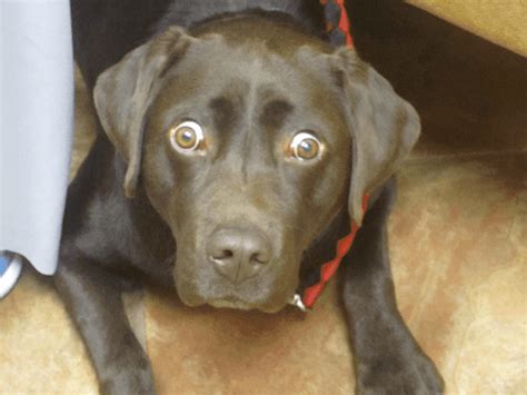 Bulging Eyes In Your Dog Is It A Problem And Whats Causing It