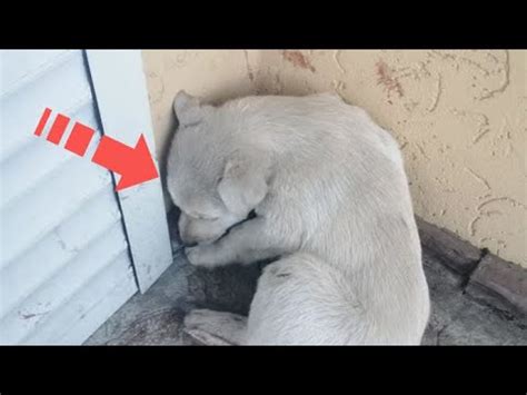 Избита, но не сломлена - YouTube