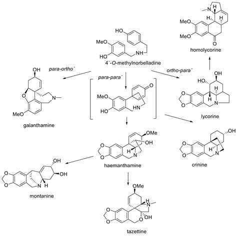 Molecules Free Full Text The Genus Nerine Herb Amaryllidaceae