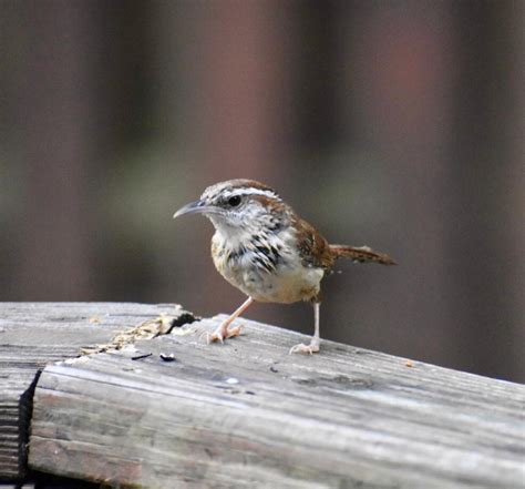 Best Carolina Wren Images On Pholder Birdpics Birding And