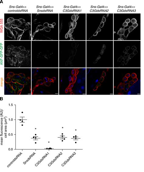 nephrocyte filtration semantic scholar