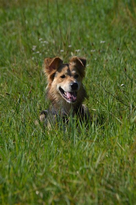 Free Images Nature Grass Lawn Play Puppy Cute Spring Green