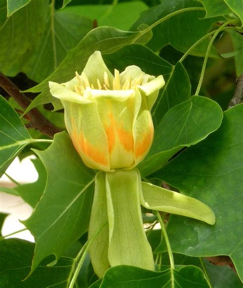 Tulip Tree Planting Care Pruning And Main Varieties