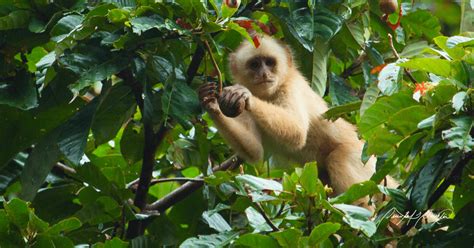 The Role Wildlife Play In Forests of Trinidad and Tobago - Cari-Bois ...