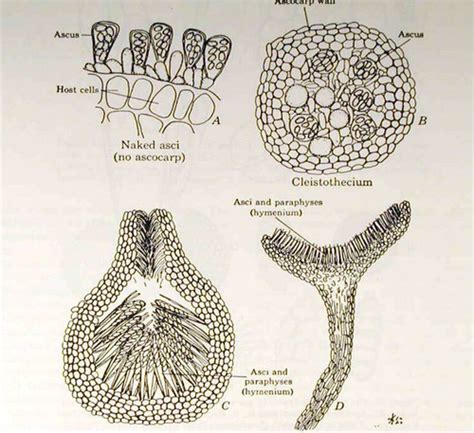 Plant Pathology Final Flashcards Quizlet