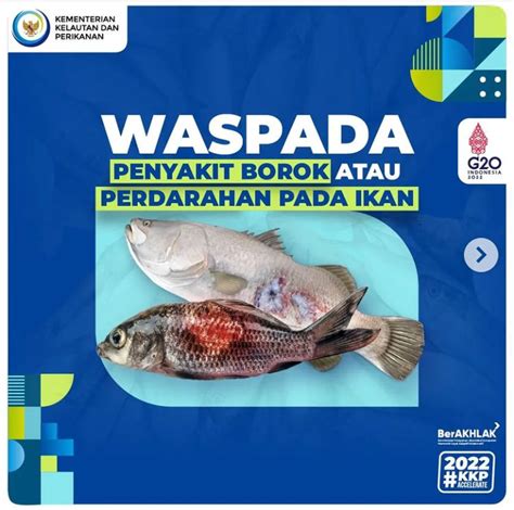Waspada Penyakit Borok Pada Ikan Majalah Gpriority