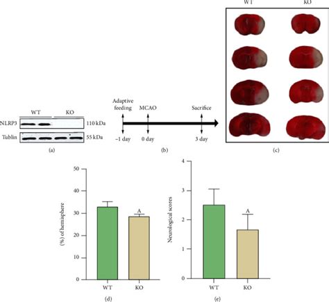 Nlrp3 Knockout Protects Against Lung Injury Induced By Cerebral