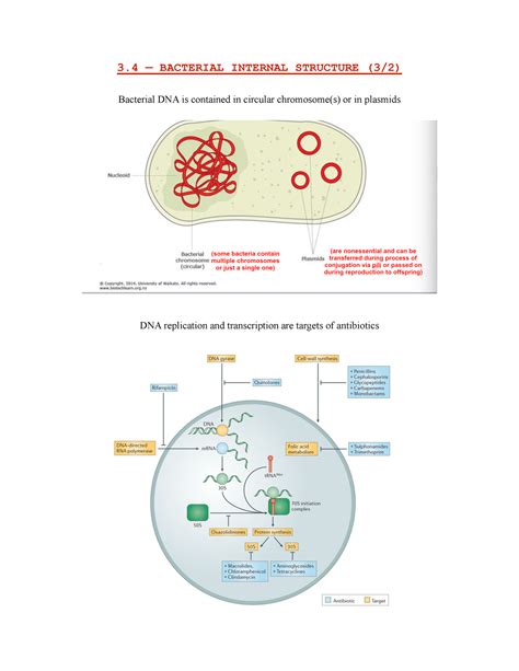 Biology 210 Lecture Chapter 3 3 — Bacterial Internal Structure 32