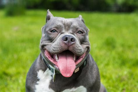 American Bully Saiba Tudo Sobre A Ra A Veterin Ria Pet Pillow