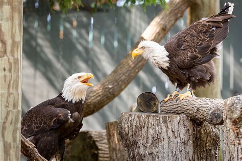 Animals At Busch Gardens Williamsburg | Fasci Garden