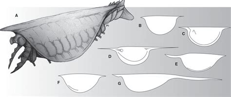 The Affinities Of The Cosmopolitan Arthropod Isoxys And Its