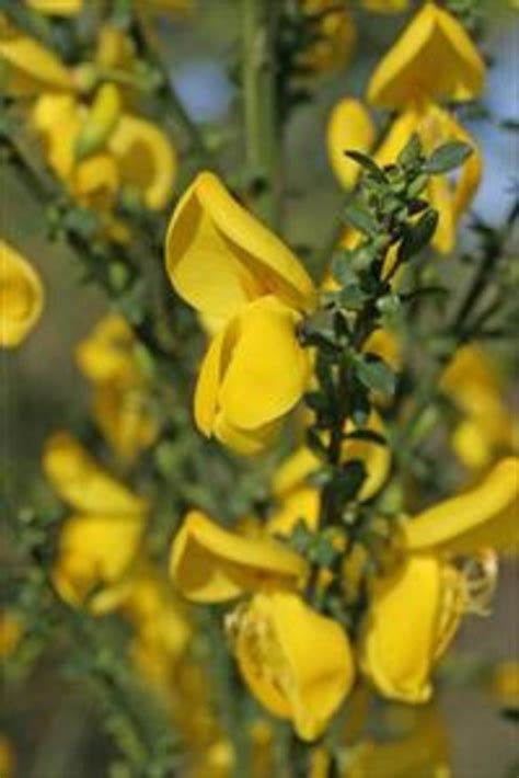 Cytisus scoparius (Scotch broom): Go Botany