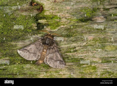 Oak Processionary Moth Thaumetopoea Processionea On Mossy Bark