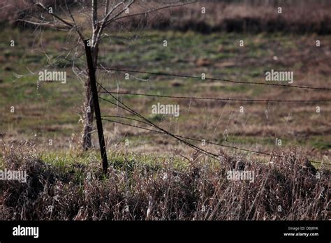 Broken End Of A Barbed Wire Fence Stock Photo Alamy