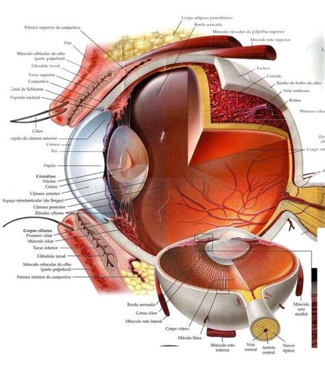 The Anatomy Of The Eye And Its Major Structures Including The Occipitis