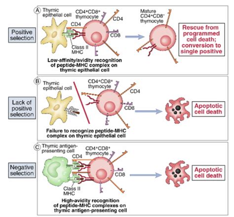 T cell Development Flashcards | Quizlet