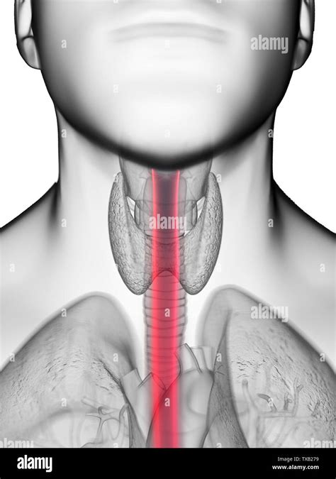 3d Rendered Medically Accurate Illustration Of A Mans Esophagus Stock