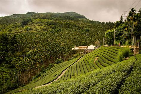 What Are The Top 62 Countries That Produce Tea - My Tea Vault