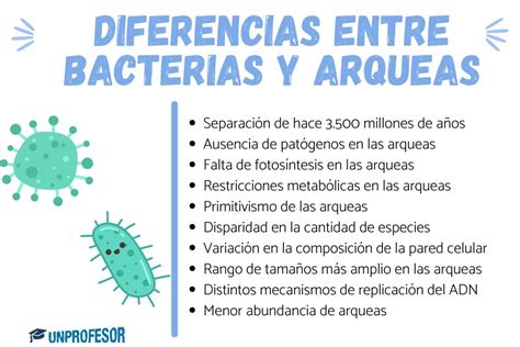 Qué Son Las Arqueas Ejemplos Y Diferencias Con Las Bacterias Ecoarmonia