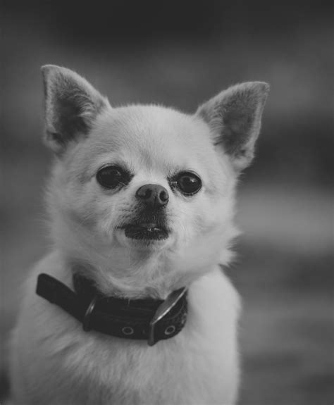 A Chihuahua BarkingFree Stock Photo