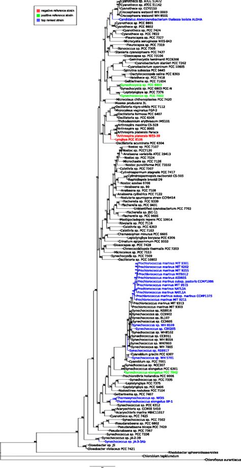 Maximum Likelihood Based Phylogenetic Tree Of 124 Cyanobacteria And The