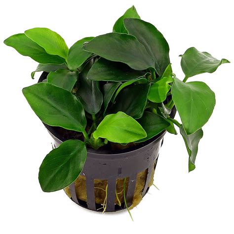 Anubias Plant Care Belallillie