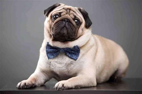 100 Cute Pug Wallpapers