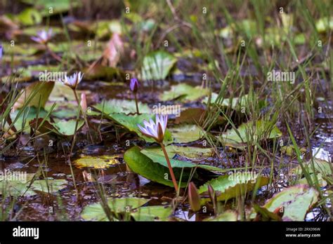 Pond Full Of Water Lillies Blossoming During The Season Stock Photo Alamy