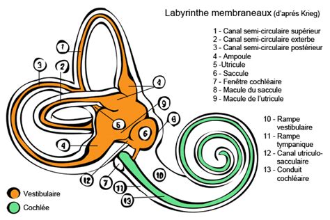 Inner ear and vestibule, membranous labyrinth: anatomyz