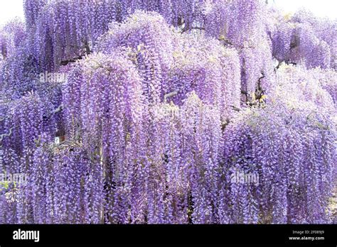 Blooming Of Purple Color Wisteria Tree Background Stock Photo Alamy