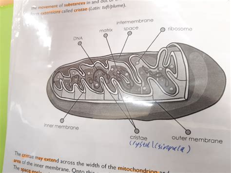 Mitochondria Flashcards Quizlet