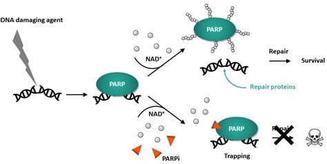 为PARP1和PARP2设置陷阱 每日生物评论