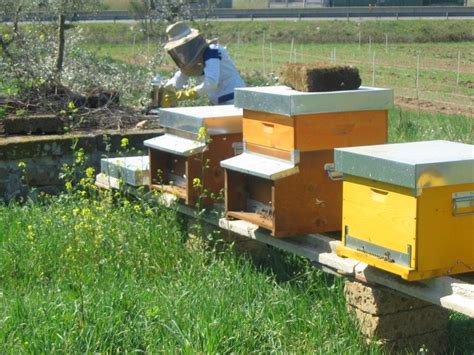 ApisticaMente Parlando Al Via I Seminari Di Apicoltura All Unitus