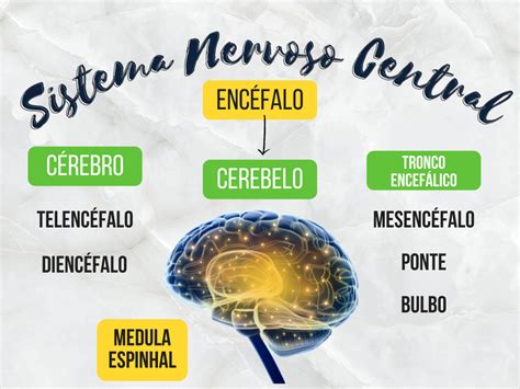 Sistema Nervoso Central Mapa Mental FDPLEARN