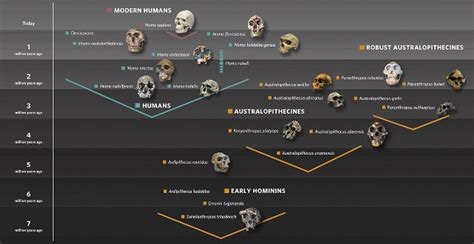 Human Evolution Gallery Natural History Museum