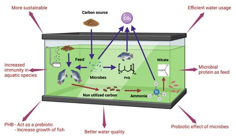 Water Free Full Text Microbial Interactions Growth And Health Of