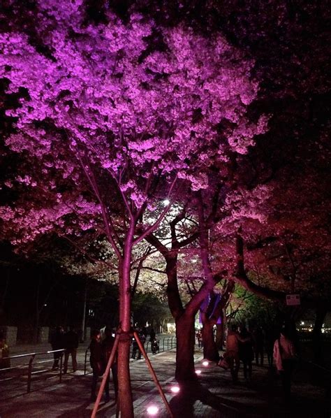 Yeouido park Seoul, South Korea The Yeouido cherry blossom festival | Cherry blossom festival ...