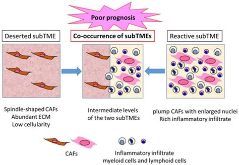 Cancers Free Full Text Multiphasic Heterogeneity Of Fibroblasts In