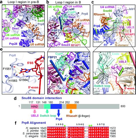 Structural changes around loop I of U5 snRNA in the pre-B-to-B ...