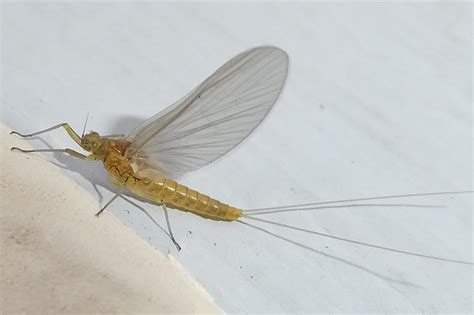 Baetis Spec Baetis Eintagsfliege Unbestimmt Baetis Ind Flickr